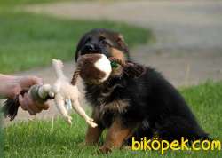 %% ORJİNAL ALMAN ÇOBAN YAVRULARI 4