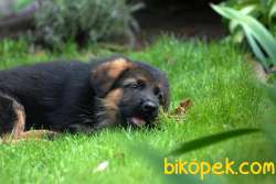 %% ORJİNAL ALMAN ÇOBAN YAVRULARI 3