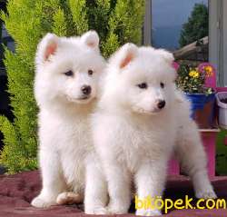 MÜKEMMEL KALİTEDE SAMOYED YAVRULAR 5