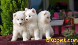 MÜKEMMEL KALİTEDE SAMOYED YAVRULAR 2