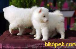 MÜKEMMEL KALİTEDE SAMOYED YAVRULAR 3