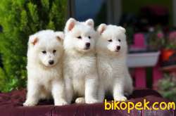 MÜKEMMEL KALİTEDE SAMOYED YAVRULAR 1