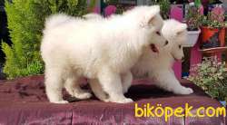 MÜKEMMEL KALİTEDE SAMOYED YAVRULAR 4