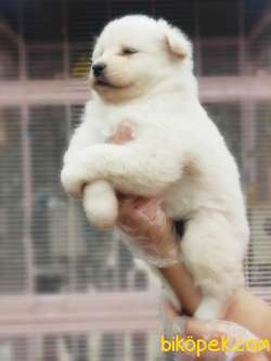 MÜKEMMEL KALİTEDE SAMOYED YAVRULAR 2