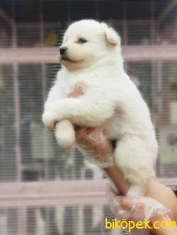 MÜKEMMEL KALİTEDE SAMOYED YAVRULAR 4