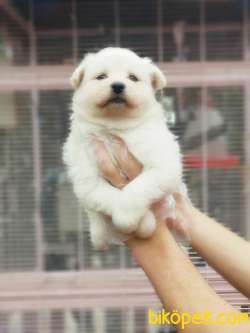MÜKEMMEL KALİTEDE SAMOYED YAVRULAR 3