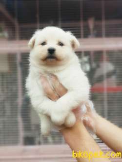 MÜKEMMEL KALİTEDE SAMOYED YAVRULAR 1