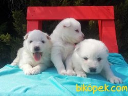 Mükemmel Kalitede Samoyed Yavruları 1