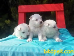 Mükemmel Kalitede Samoyed Yavruları 1