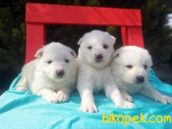 Mükemmel Kalitede Samoyed Yavruları 3
