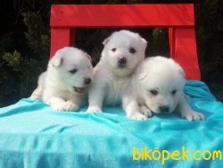 Mükemmel Kalitede Samoyed Yavruları 4