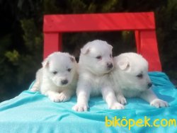 Mükemmel Kalitede Samoyed Yavruları 2