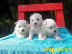 Mükemmel Kalitede Samoyed Yavruları 5