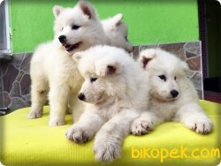 Mükemmel Kalitede Samoyed Yavruları 5
