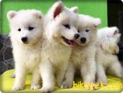 Mükemmel Kalitede Samoyed Yavruları 3