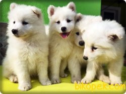 Mükemmel Kalitede Samoyed Yavruları 1