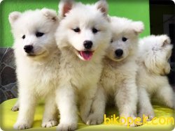 Mükemmel Kalitede Samoyed Yavruları 4