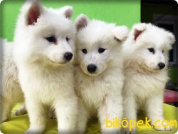 Mükemmel Kalitede Samoyed Yavruları 2