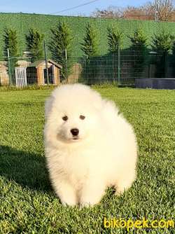 MUKEMMEL KALITEDE SAMOYED YAVRULARI 1