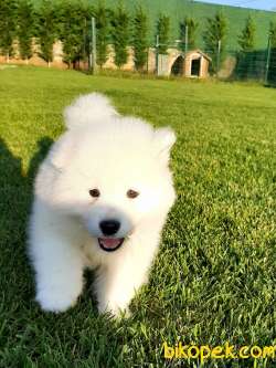 MUKEMMEL KALITEDE SAMOYED YAVRULARI 2