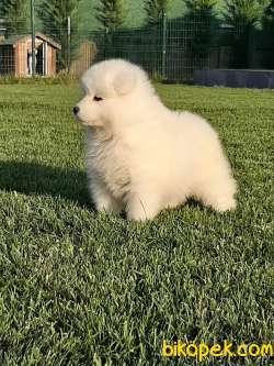 MUKEMMEL KALITEDE SAMOYED YAVRULARI 4