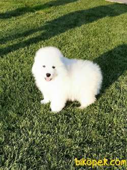 MUKEMMEL KALITEDE SAMOYED YAVRULARI 5