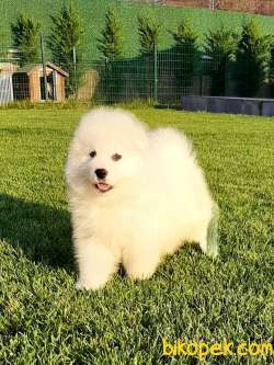 MUKEMMEL KALITEDE SAMOYED YAVRULARI 3