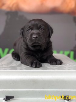 MÜKEMMEL KALİTEDE SATILIK LABRADOR YAVRULARI 2