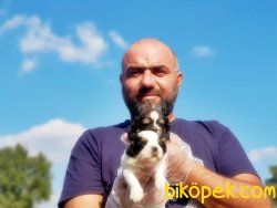 MÜKEMMEL KALİTEDE SHİH TZU YAVRULAR 4