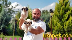 MÜKEMMEL KALİTEDE SHİH TZU YAVRULAR 3