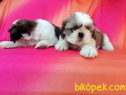 Mükemmel Kalitede Shih Tzu Yavruları 1