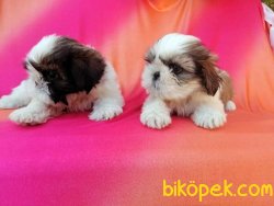 Mükemmel Kalitede Shih Tzu Yavruları 5