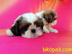 Mükemmel Kalitede Shih Tzu Yavruları 3