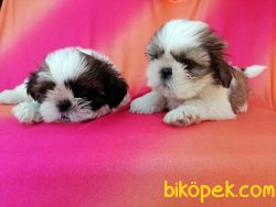 Mükemmel Kalitede Shih Tzu Yavruları 4