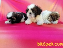 Mükemmel Kalitede Shih Tzu Yavruları 2