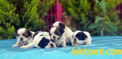 MÜKEMMEL KALİTEDE SHİH TZU YAVRULARIMIZ 4