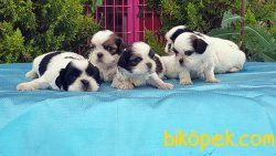 MÜKEMMEL KALİTEDE SHİH TZU YAVRULARIMIZ 3