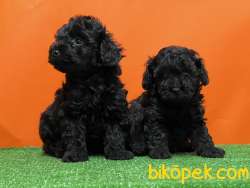 MÜKEMMEL KALİTEDE SİYAH TOY POODLE YAVRU 3