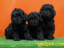 MÜKEMMEL KALİTEDE SİYAH TOY POODLE YAVRU 5