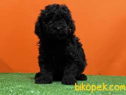 MÜKEMMEL KALİTEDE SİYAH TOY POODLE YAVRU 2