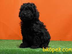 MÜKEMMEL KALİTEDE SİYAH TOY POODLE YAVRU 4