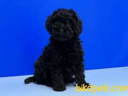 MÜKEMMEL KALİTEDE SİYAH TOY POODLE YAVRU 5