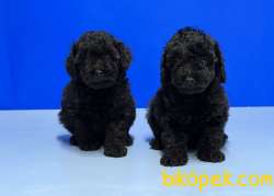 MÜKEMMEL KALİTEDE SİYAH TOY POODLE YAVRU 4