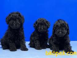 MÜKEMMEL KALİTEDE SİYAH TOY POODLE YAVRU 3