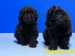 MÜKEMMEL KALİTEDE SİYAH TOY POODLE YAVRU 2