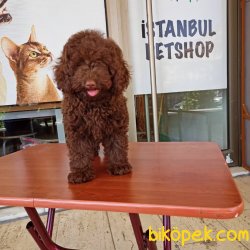 MÜKEMMEL KALİTEDE TOY POODLE 3