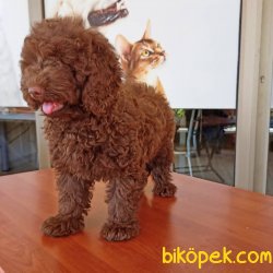 MÜKEMMEL KALİTEDE TOY POODLE 1