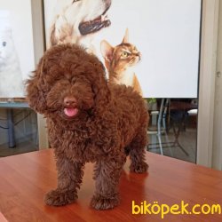 MÜKEMMEL KALİTEDE TOY POODLE 2