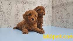 MÜKEMMEL KALİTEDE TOY POODLE YAVRU 2