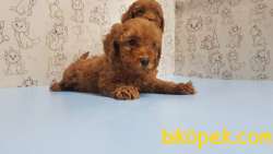 MÜKEMMEL KALİTEDE TOY POODLE YAVRU 3